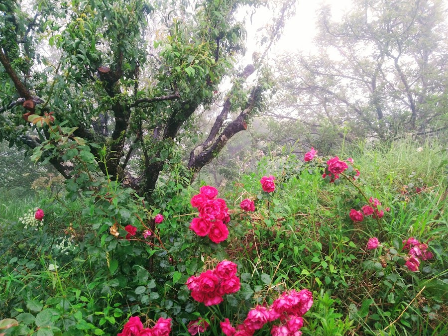 Ramgarh - Photo 9