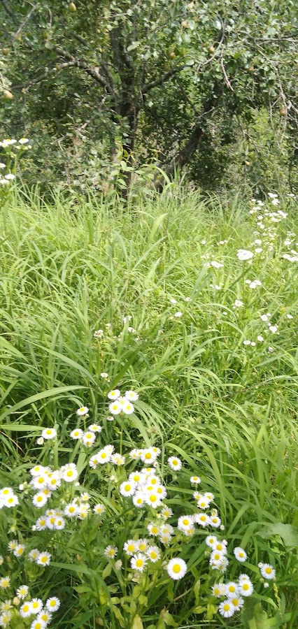 Ramgarh - Photo 6