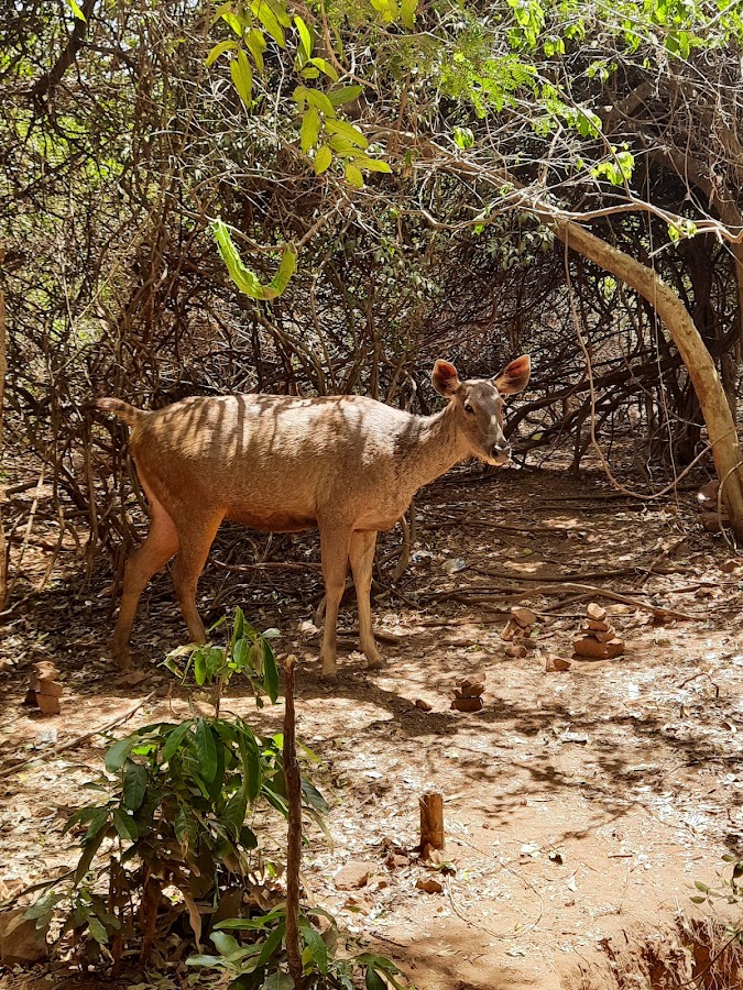 Deer Park - Photo 2