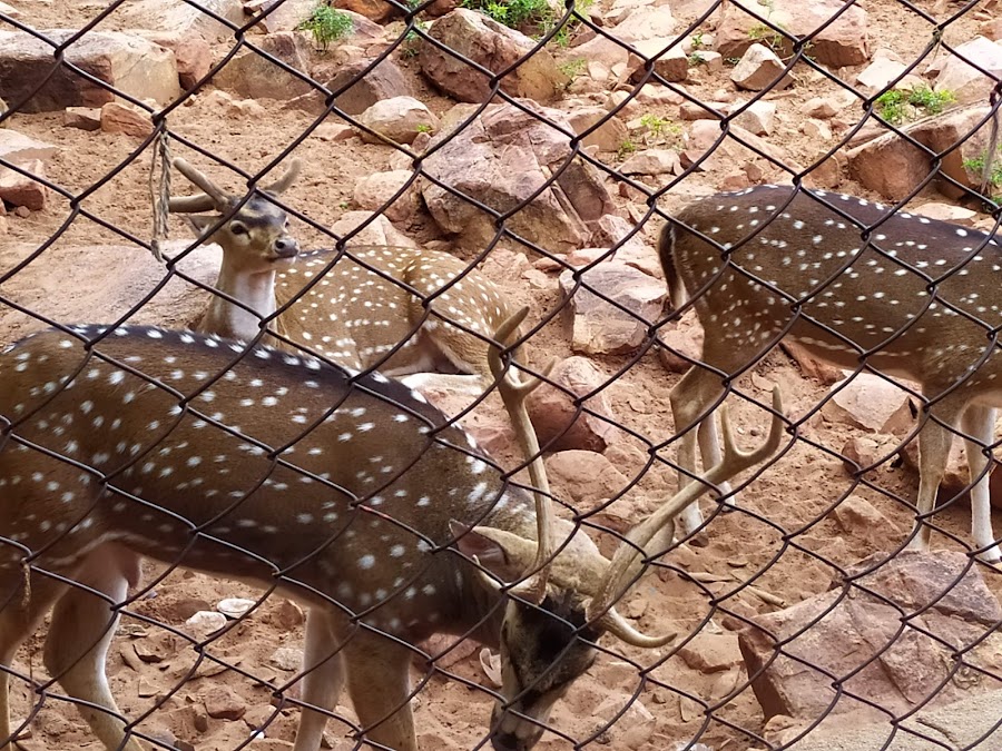 Deer Park - Photo 3