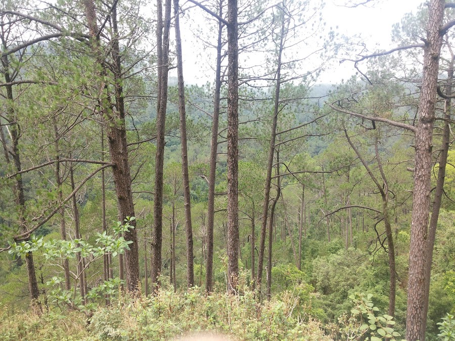 Kausani View Point - Photo 9