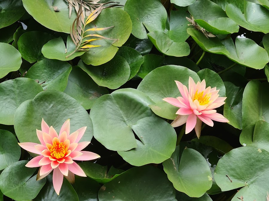 Mapro Garden - Photo 2