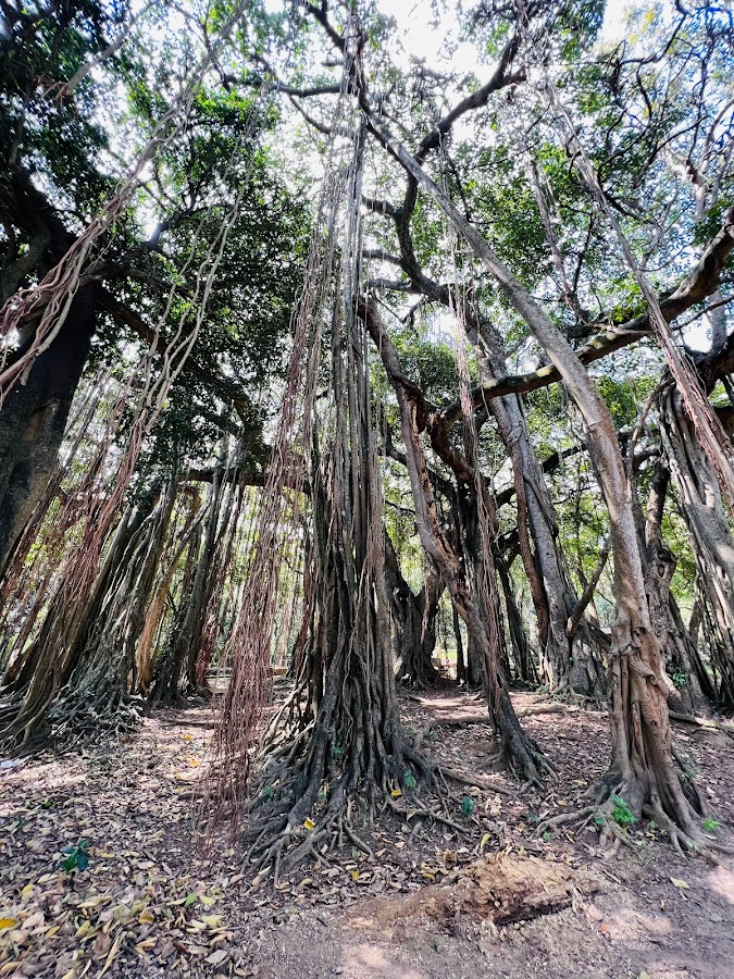 Marayoor Sandalwood Forests - Photo 4