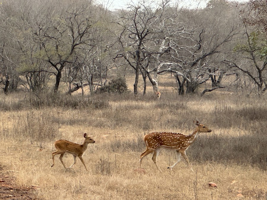 Madhav National Park - Photo 3