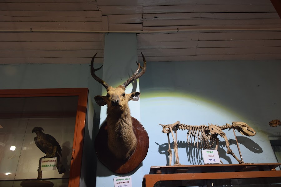 Natural History Museum - Photo 2
