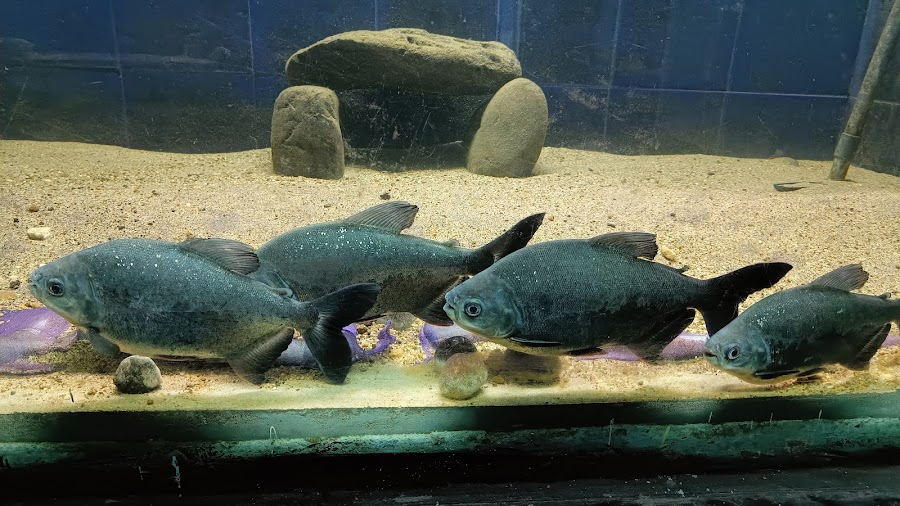 Matsya Darshini Aquarium - Photo 2