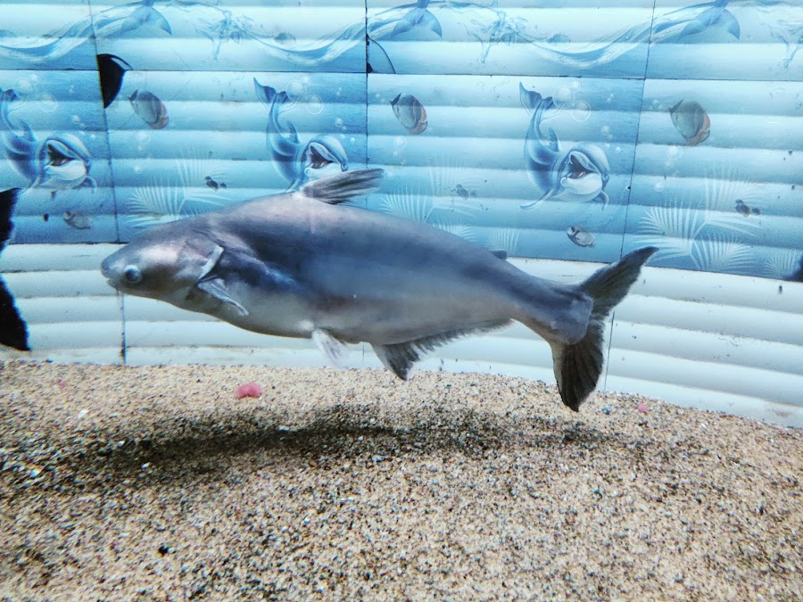 Matsya Darshini Aquarium - Photo 3