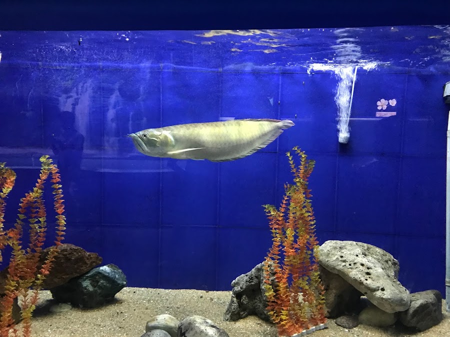 Matsya Darshini Aquarium - Photo 4
