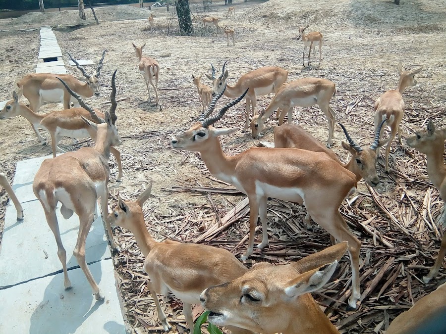 Deer Park - Photo 2
