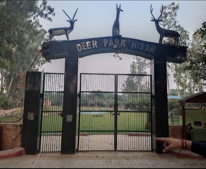 Deer Park - Photo 3