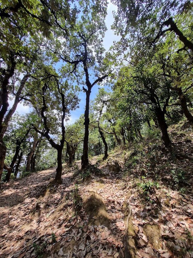 Askot Musk Deer Sanctuary - Photo 10