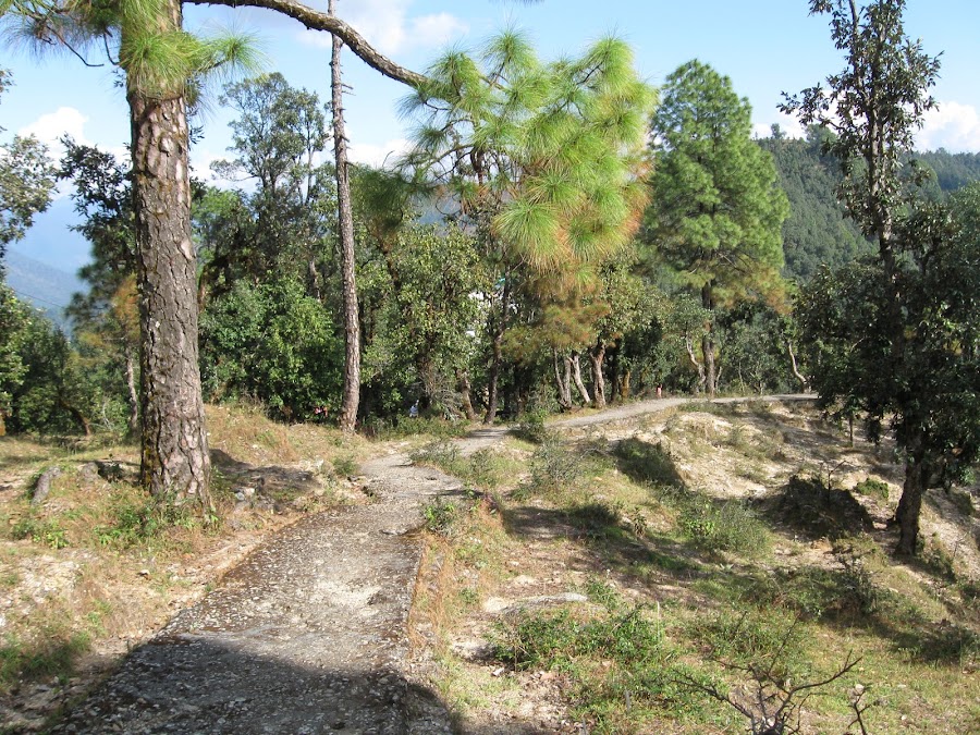 Askot Musk Deer Sanctuary - Photo 4