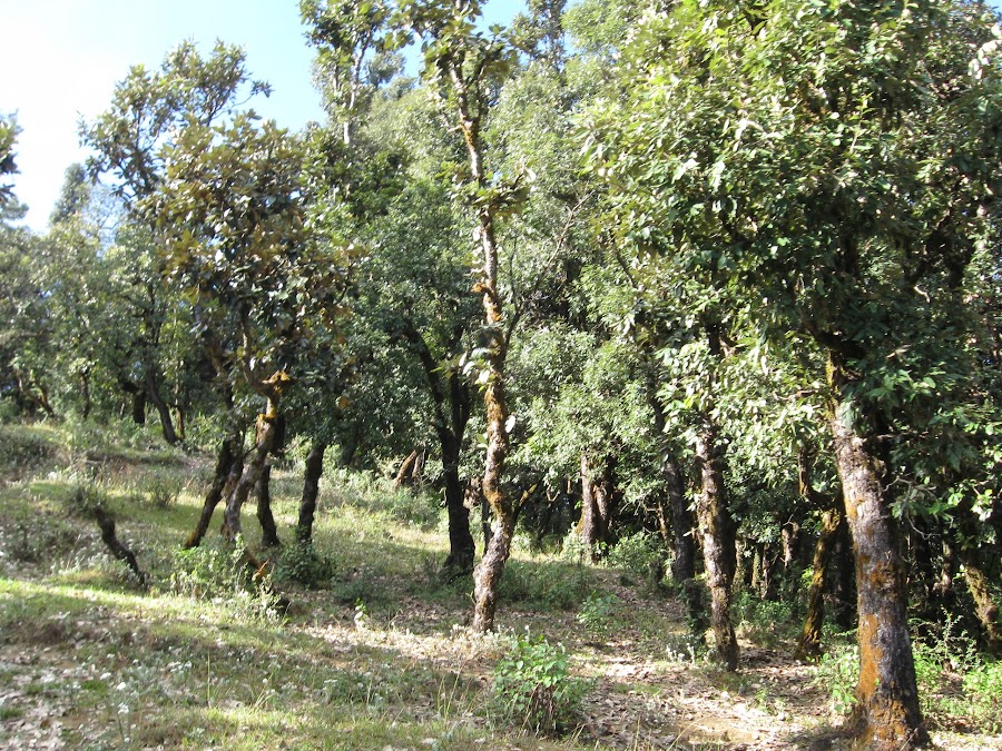Askot Musk Deer Sanctuary - Photo 2