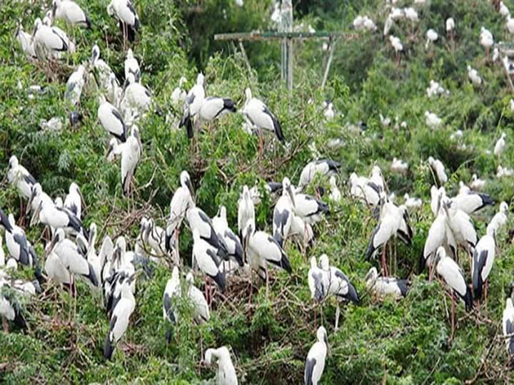 Vettangudi Bird Sanctuary - Photo 3