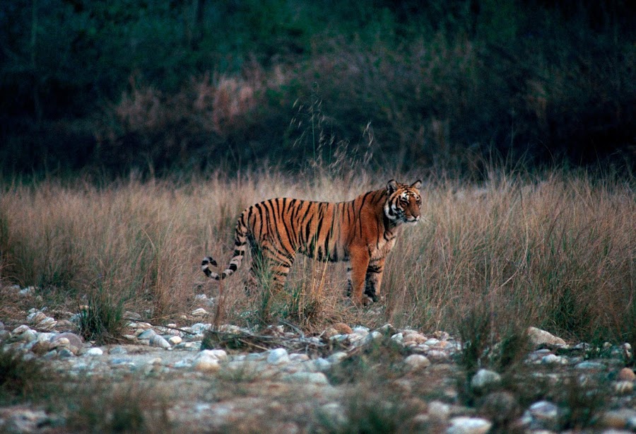 Jim Corbett National Park - Photo 2