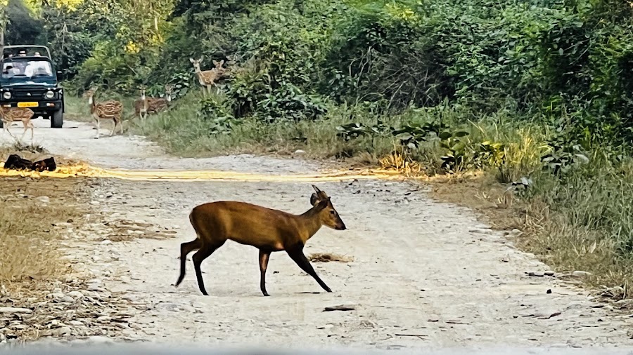Jim Corbett National Park - Photo 3