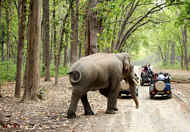 Jim Corbett National Park - Photo 5