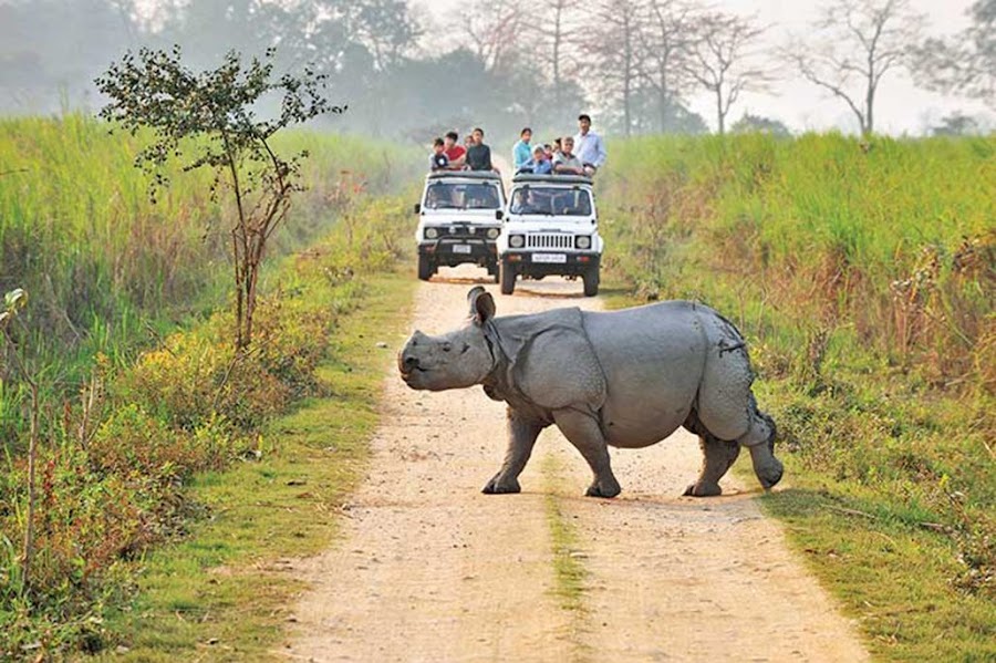 Jim Corbett National Park - Photo 9