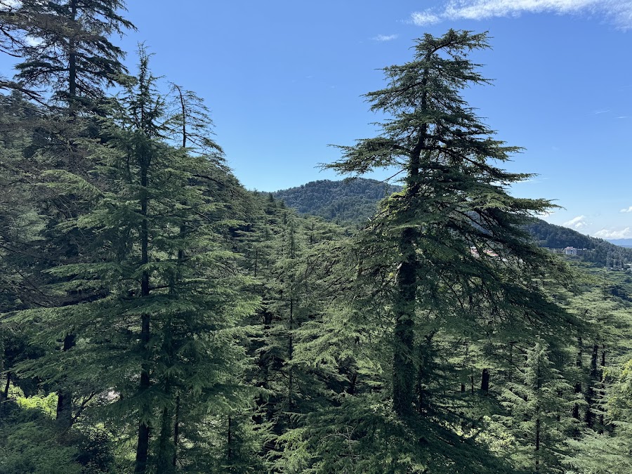 Chail Palace - Photo 4