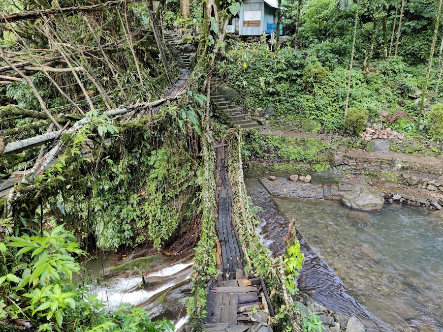 Double Decker Living Root Bridge - Photo 3