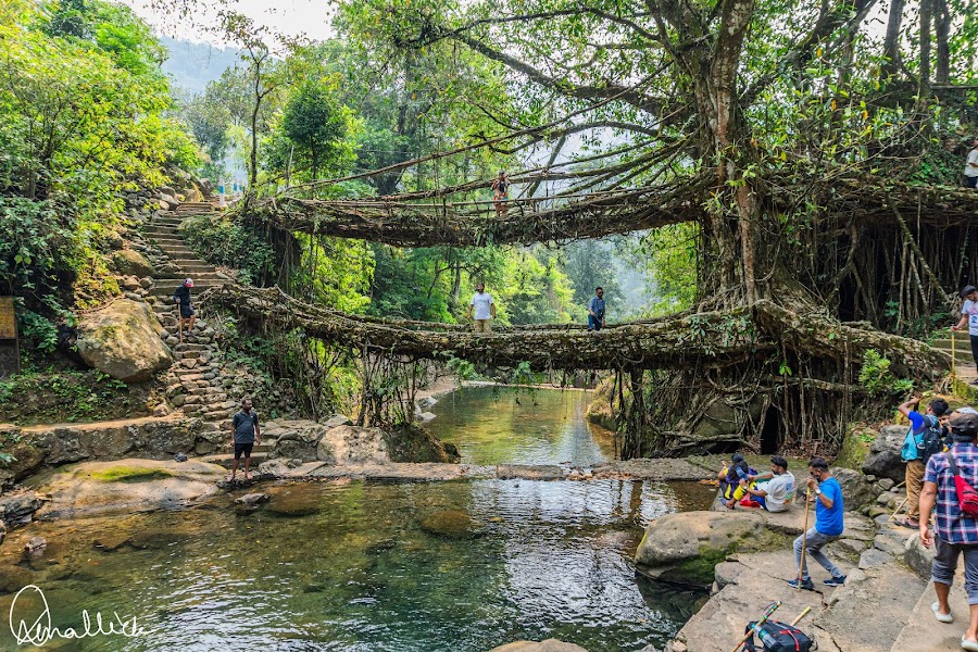 Double Decker Living Root Bridge - Photo 2