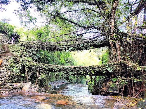 Double Decker Living Root Bridge