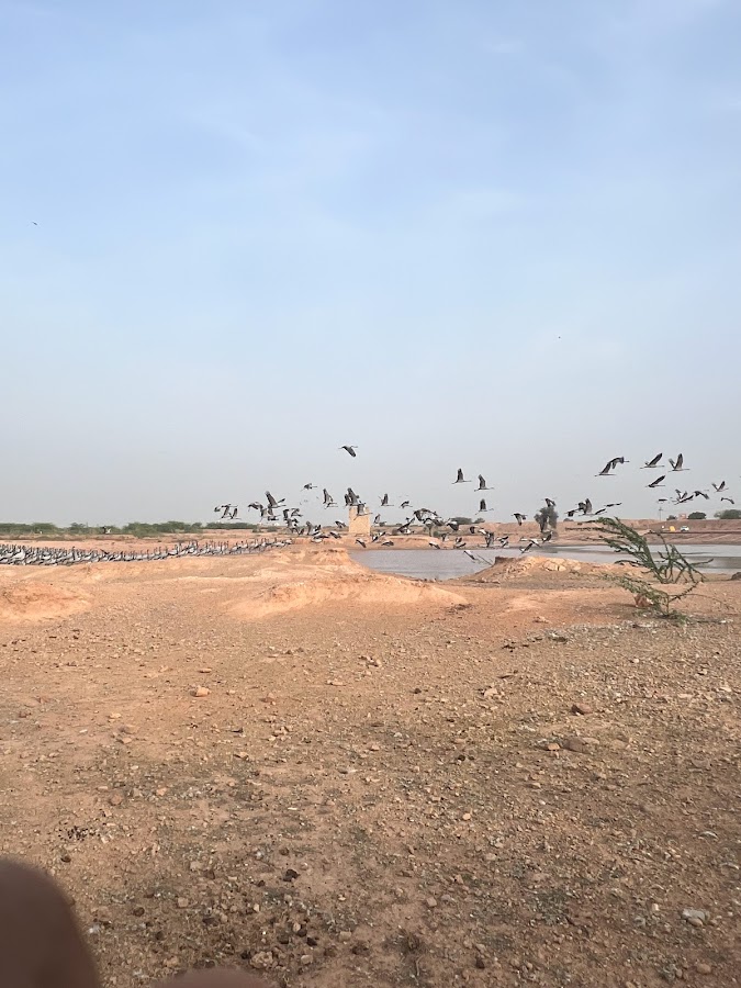 Kheechan Bird Sanctuary - Photo 3