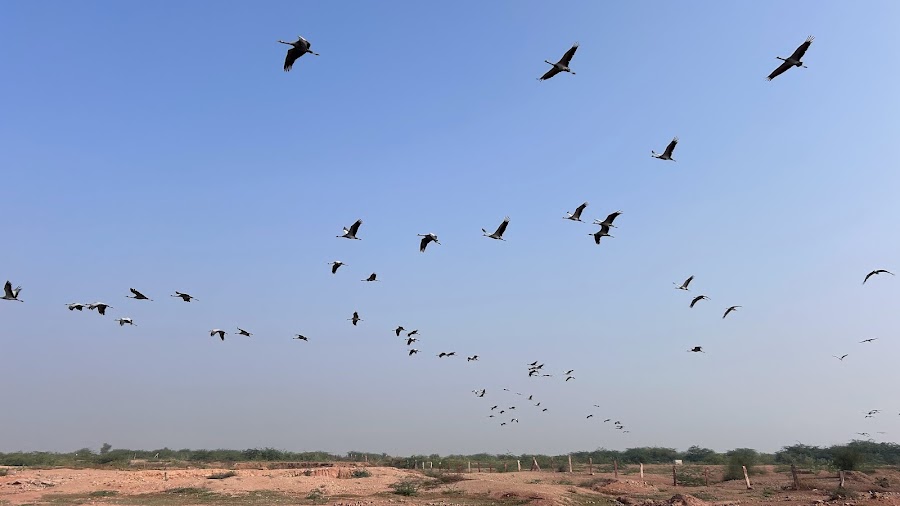 Kheechan Bird Sanctuary - Photo 2