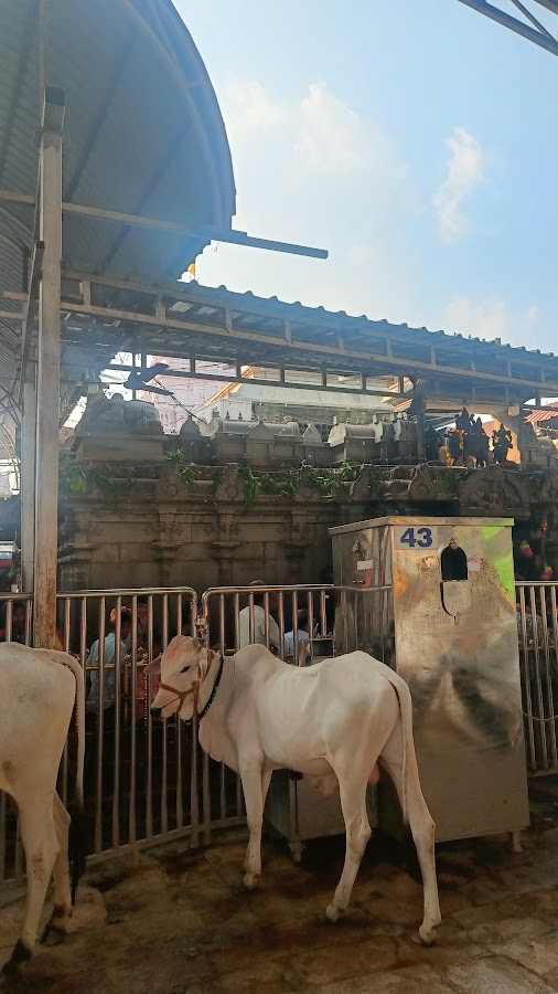 Vemulawada Sri Raja Rajeshwara Swamy Temple - Photo 9