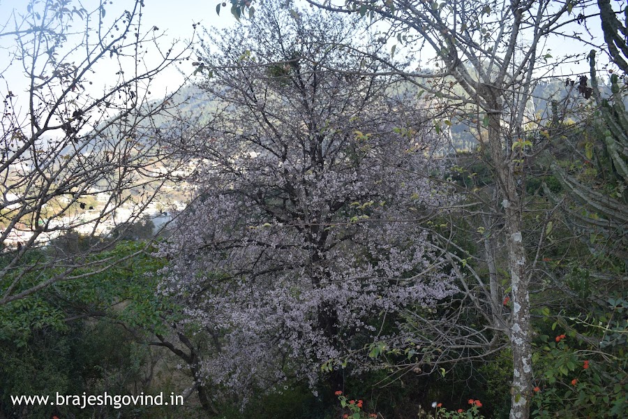 Kapileshwar Mahadev Temple - Photo 10