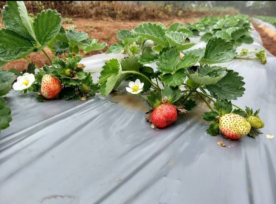 Strawberry Farms - Photo 3