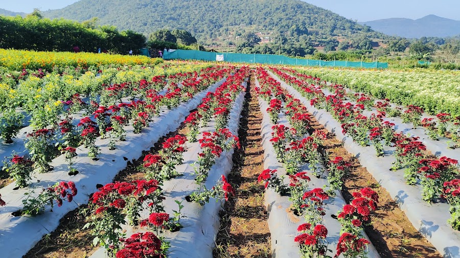 Strawberry Farms - Photo 4