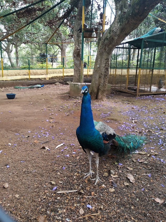 Yercaud Lake & Boat House (Emerald Lake) - Photo 3