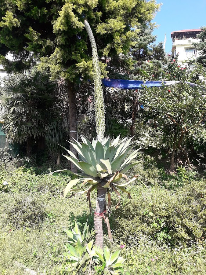 Thongsa Gumpa - Photo 7