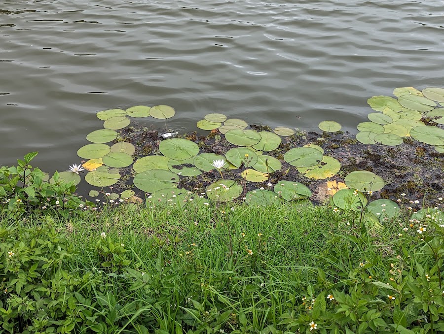 Kodai Lake - Photo 4