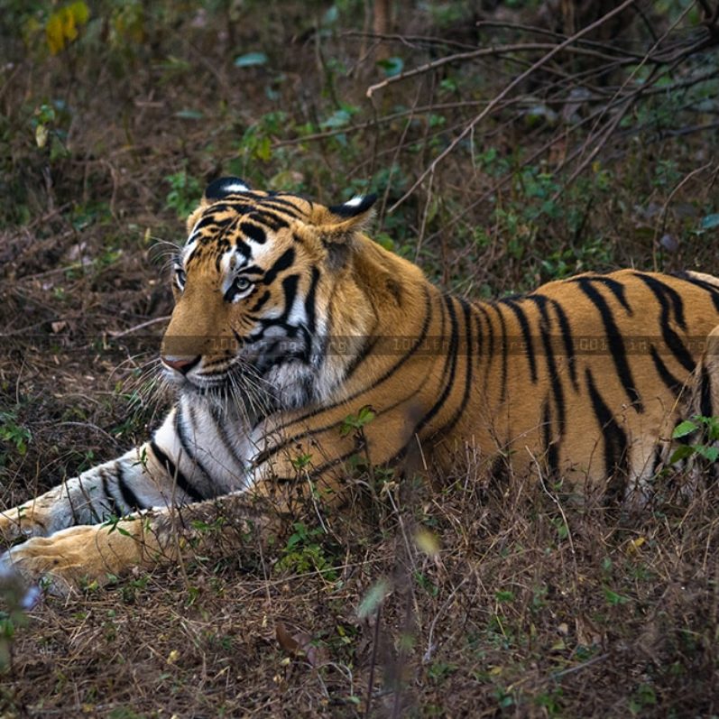 Bengal Safari Park - Photo 2