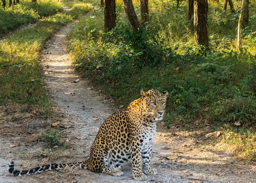 Bengal Safari Park - Photo 5