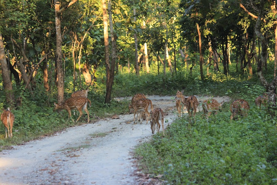 Bengal Safari Park - Photo 6