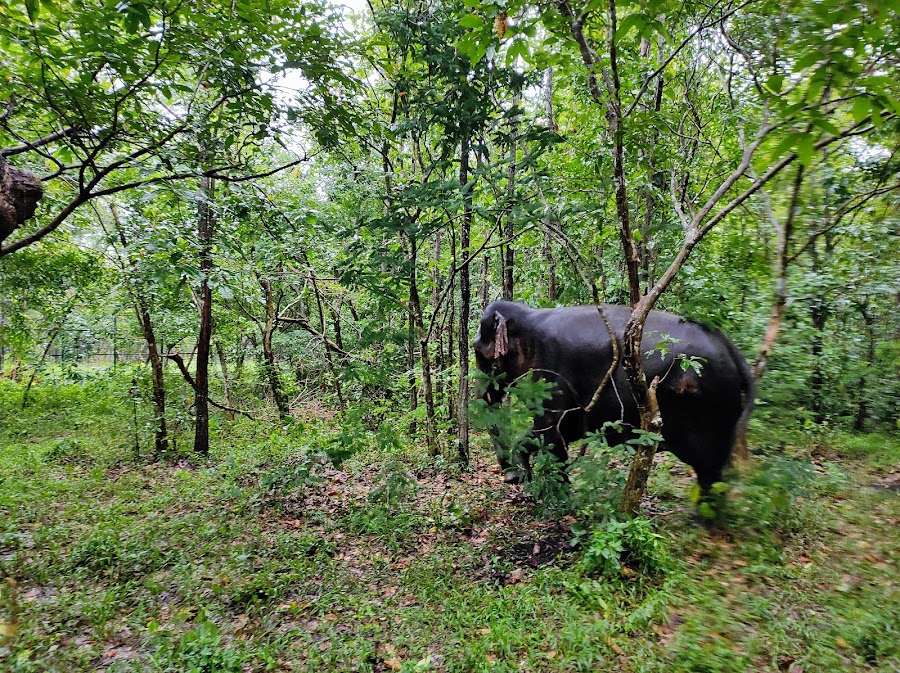Bengal Safari Park - Photo 9
