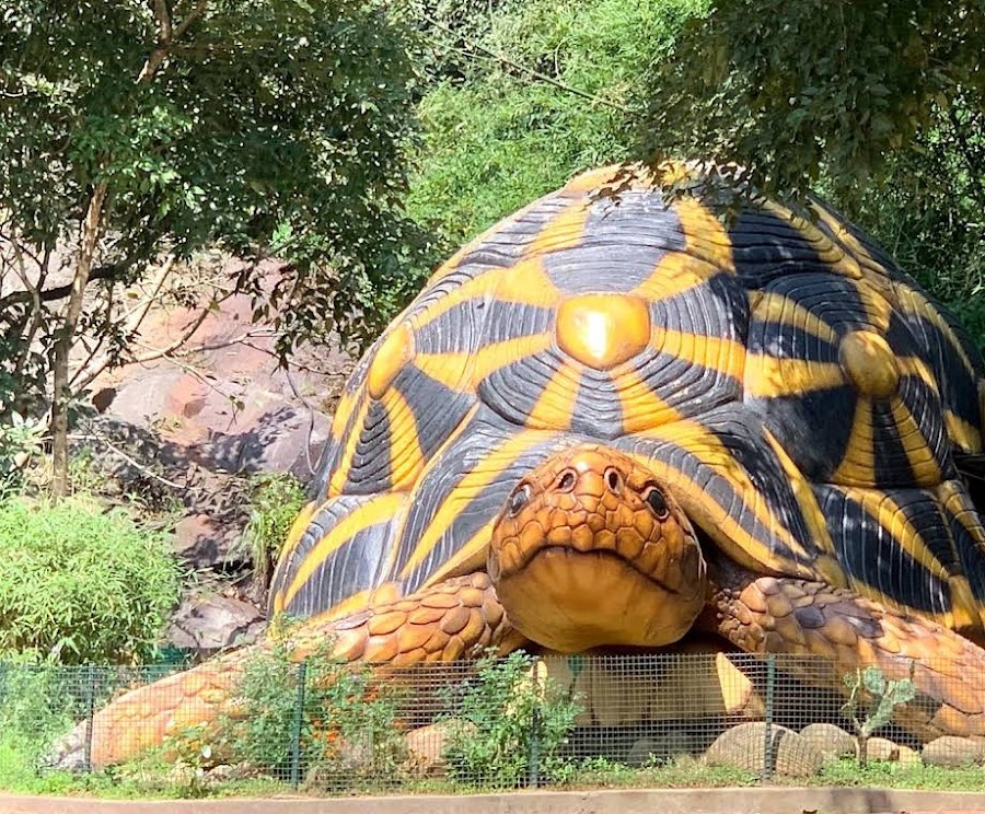 Chinnar Wildlife Sanctuary - Photo 4