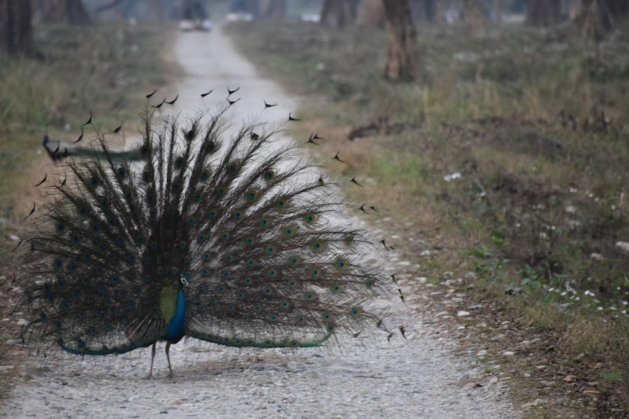 Jaldapara National Park - Photo 8