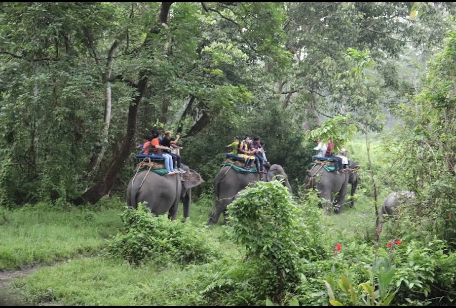 Jaldapara National Park - Photo 4