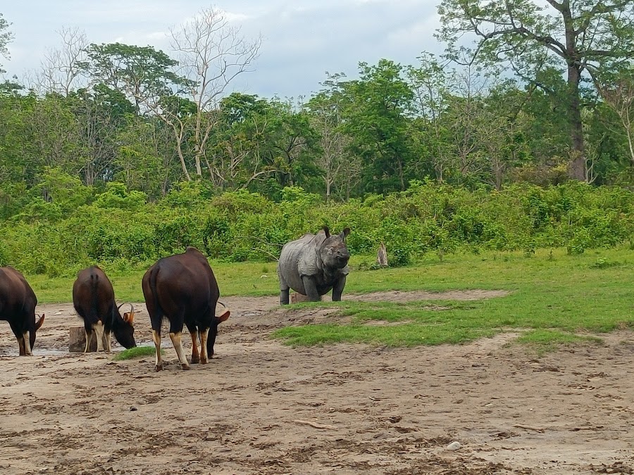 Jaldapara National Park - Photo 10