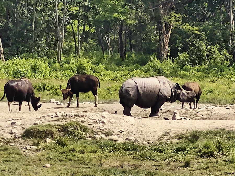 Jaldapara National Park - Photo 6