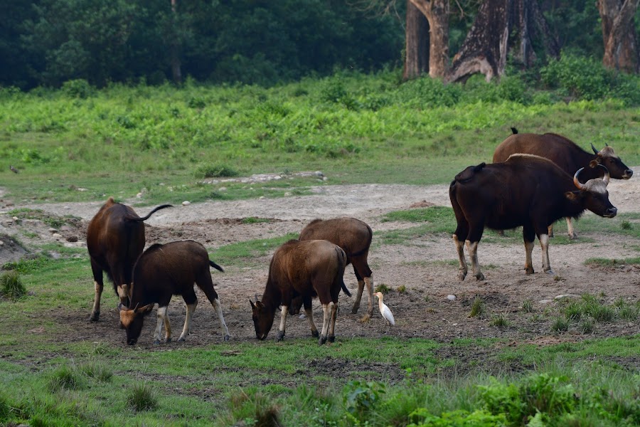 Jaldapara National Park - Photo 9