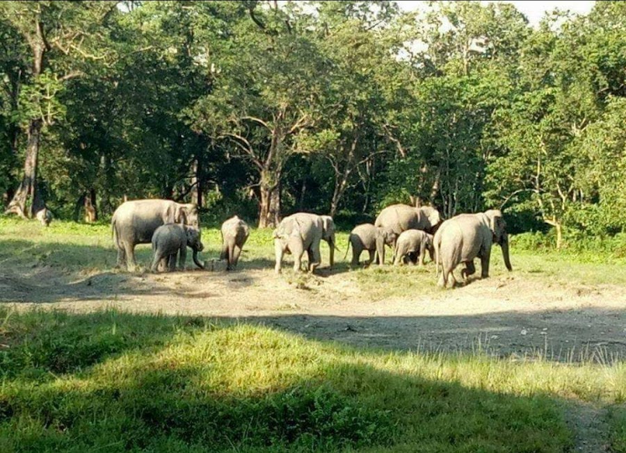 Jaldapara National Park - Photo 3