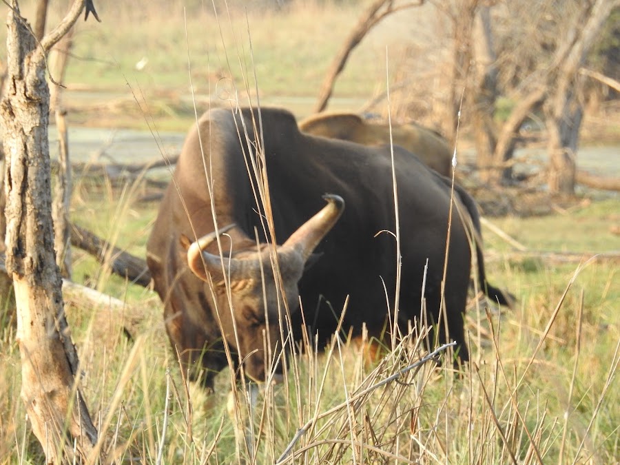Tadoba Andhari Tiger Reserve - Photo 2
