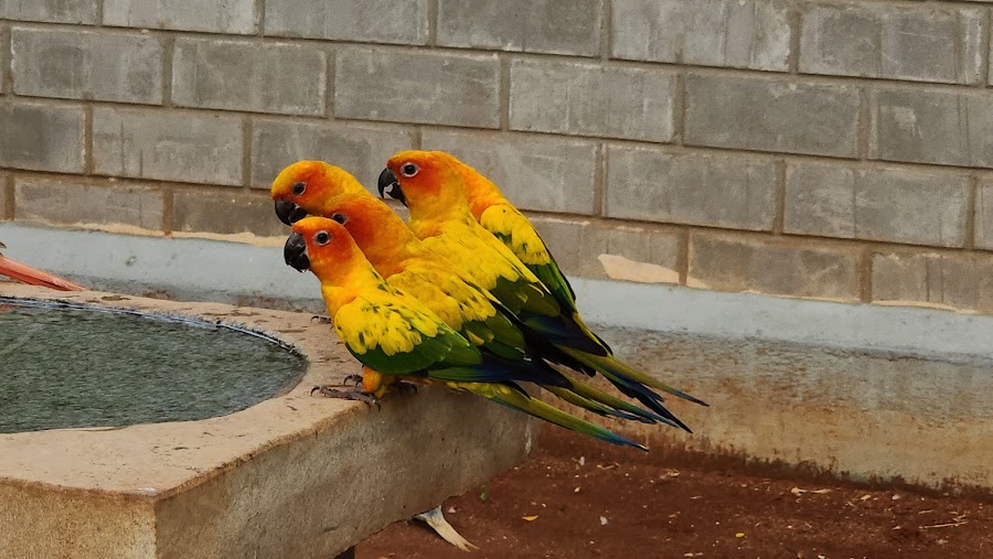 Rajali Birds Park