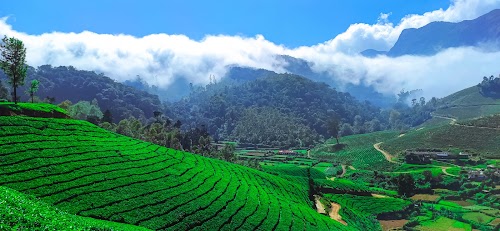 Munnar - Photo 4