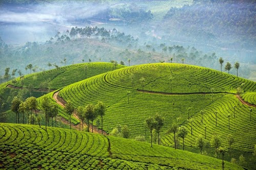 Munnar - Photo 7